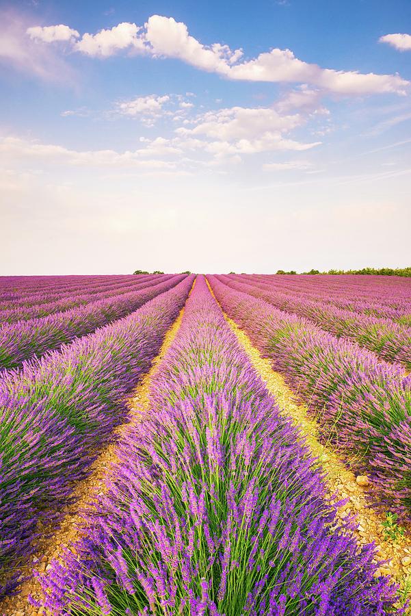 France, Provence-alpes-cote Dazur, Valensole, Lavender Field On The Plateau #2 Digital Art by Jordan Banks