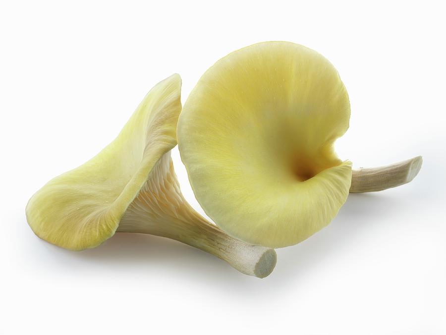 Fresh Picked Edible Yellow Or Golden Oyster Mushrooms pleurotus Citrinopileatus In A Grow Box Against A White Background #2 Photograph by Paul Williams