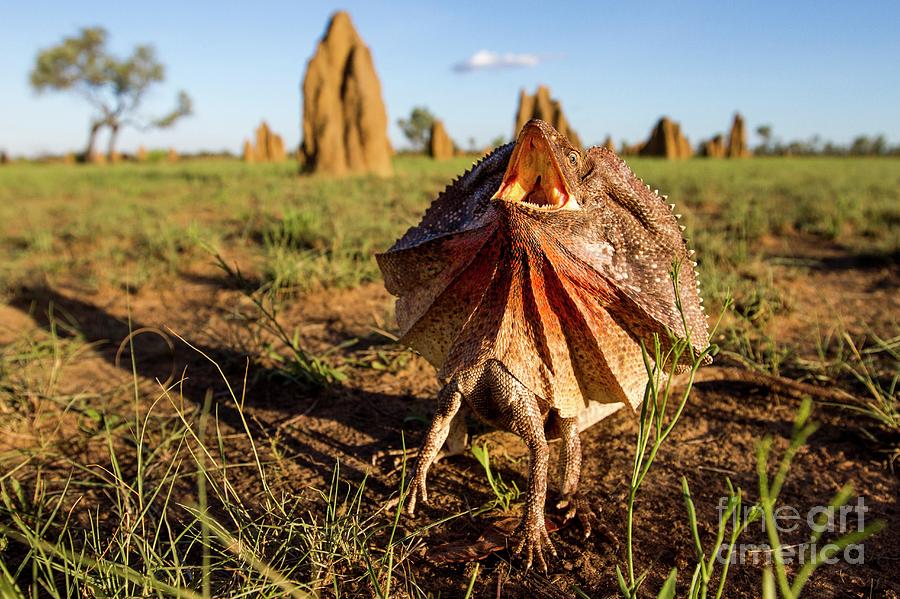 Frill-neck Lizard Displaying Photograph by Paul Williams/science Photo ...