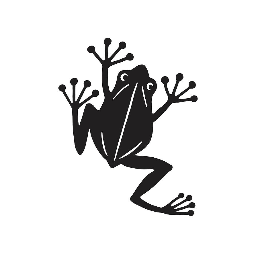 Frog #2 Drawing by CSA Images Frog #2 Drawing by CSA Images