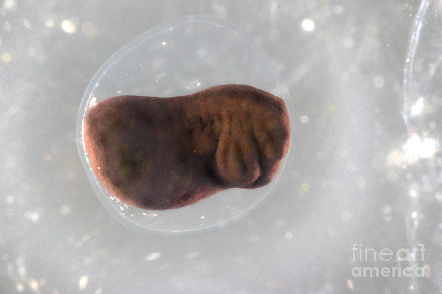 Frog Egg Development Photograph by Dr Keith Wheeler/science Photo Library