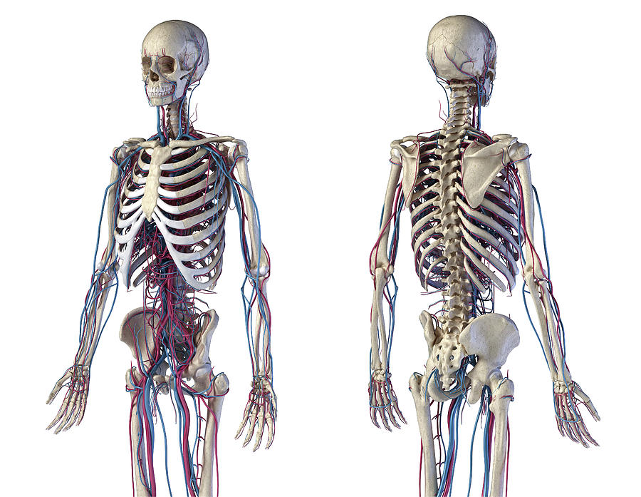 Front And Back View Of Human Skeletal Photograph By Pixelchaos