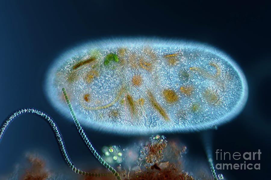 Frontonia Protist #2 Photograph by Frank Fox/science Photo Library
