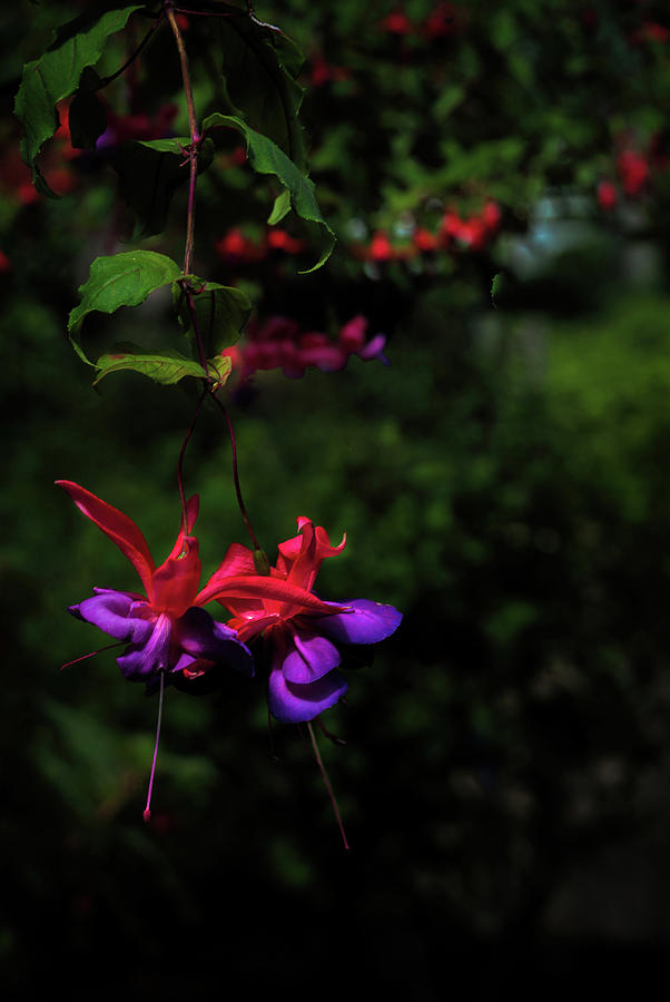 Fuchsia Flower #2 Photograph by Joseph Hollingsworth
