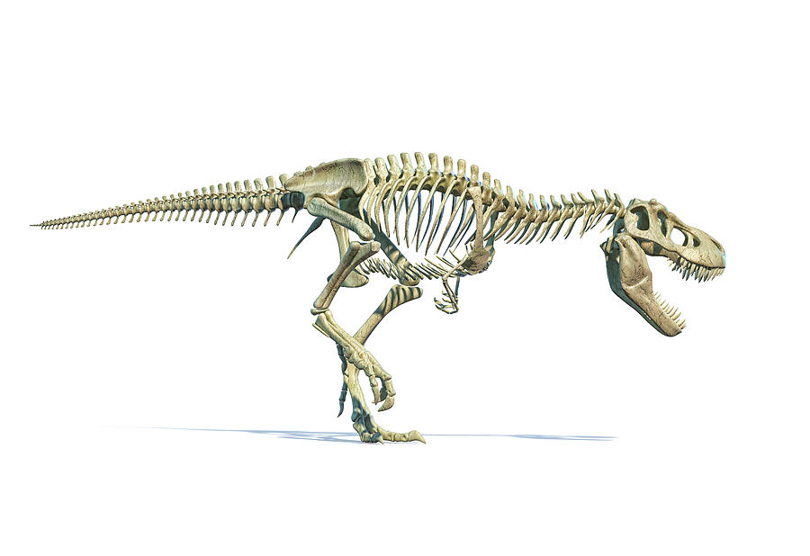 Dinosaur Photograph - Full Skeleton 3d Rendering #2 by Leonello Calvetti