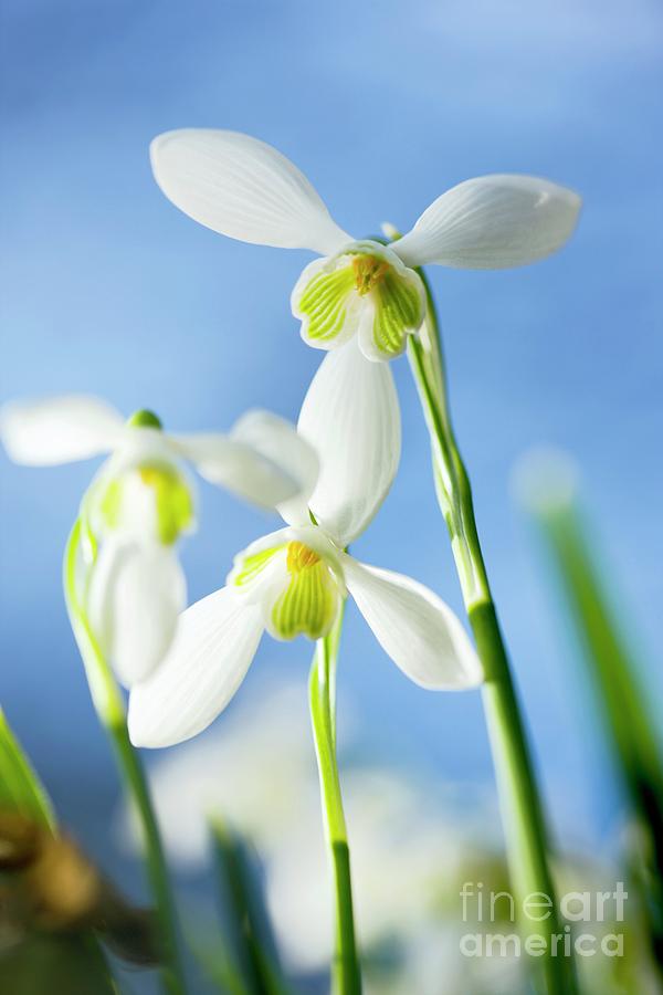 Galanthus Nivalis (snowdrops) #2 Photograph by Dr Keith Wheeler/science Photo Library