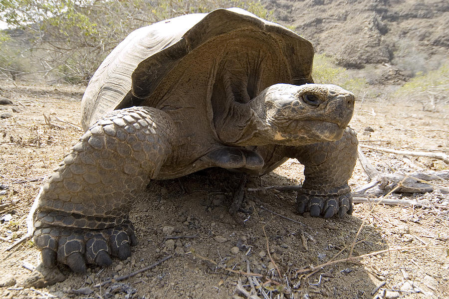 Galapagos Giant Tortoise #2 Photograph by David Hosking