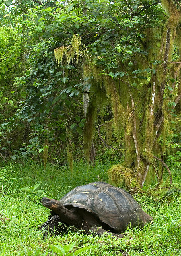 Galapagos Giant Tortoise #2 Photograph by Michael Lustbader