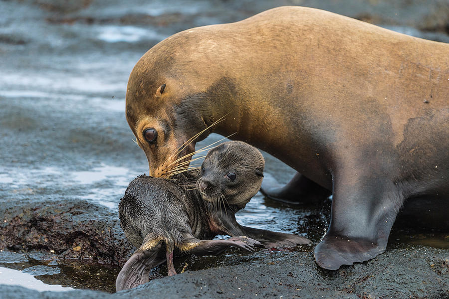 Galapagos Sea Lion Nuzzling Pup #2 Photograph by Tui De Roy