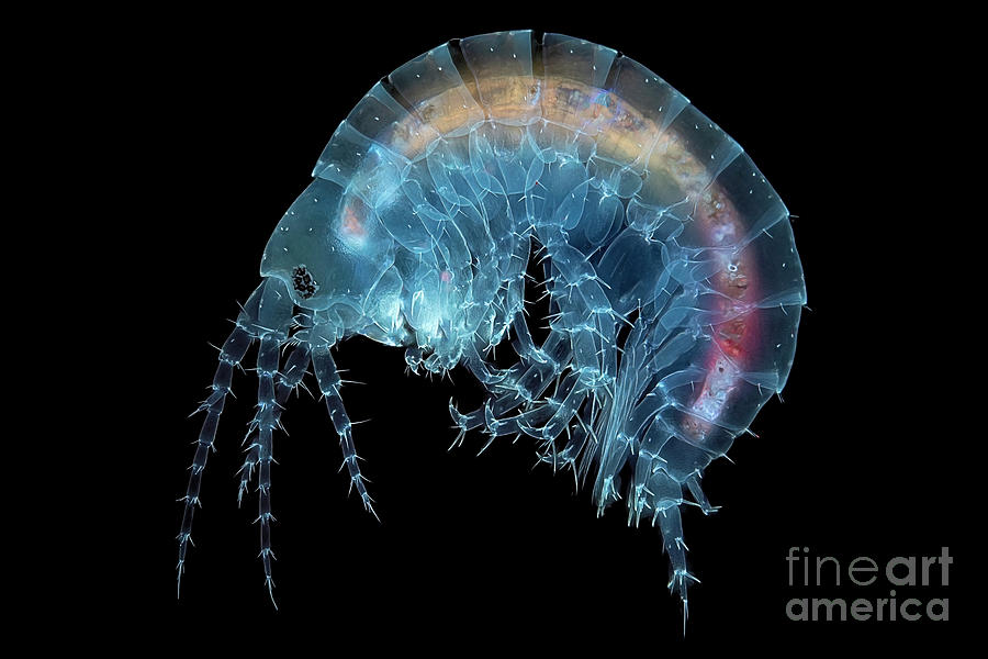 Gammarus Fossarum Amphipod #2 Photograph by Frank Fox/science Photo Library