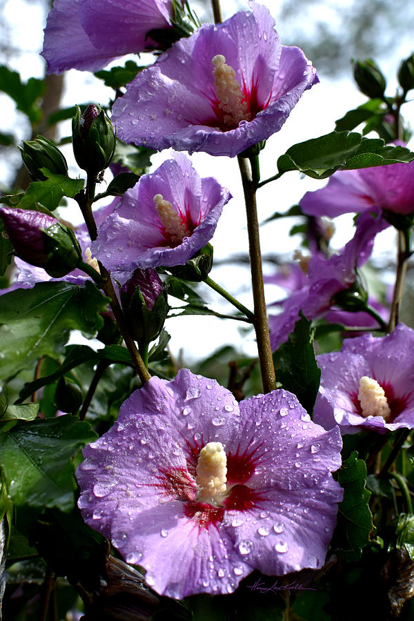 Rose Of Sharon Photograph - Garden Delight by Hanne Lore Koehler