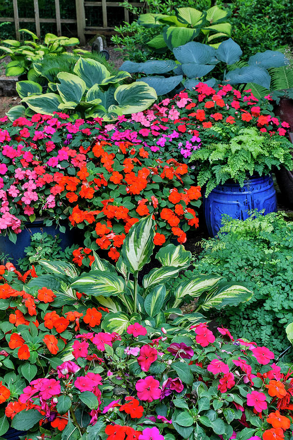 Garden In Full Bloom, Sammamish Photograph by Darrell Gulin - Fine Art