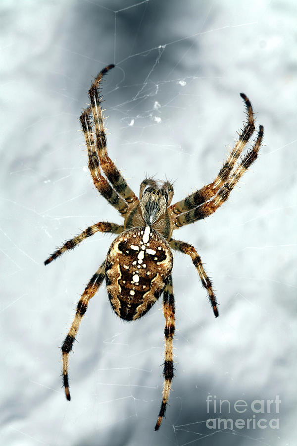 Garden Spider #2 Photograph by Dr Keith Wheeler/science Photo Library