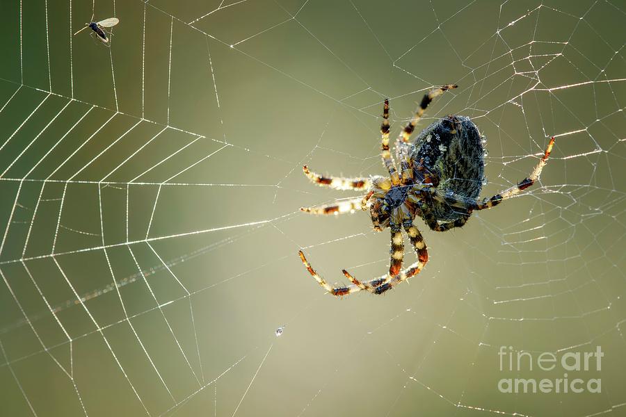Garden Spider #2 Photograph by Heath Mcdonald/science Photo Library