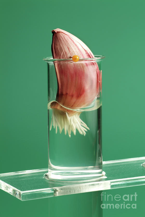Garlic Clove Germination Experiment #2 Photograph by Martyn F. Chillmaid/science Photo Library