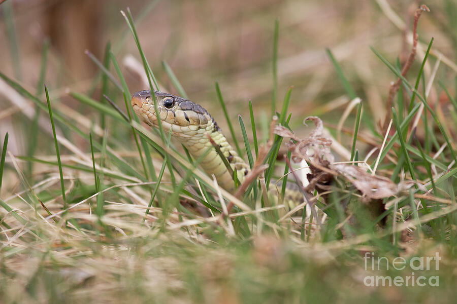 Garter Snake Photograph by Jeannette Hunt