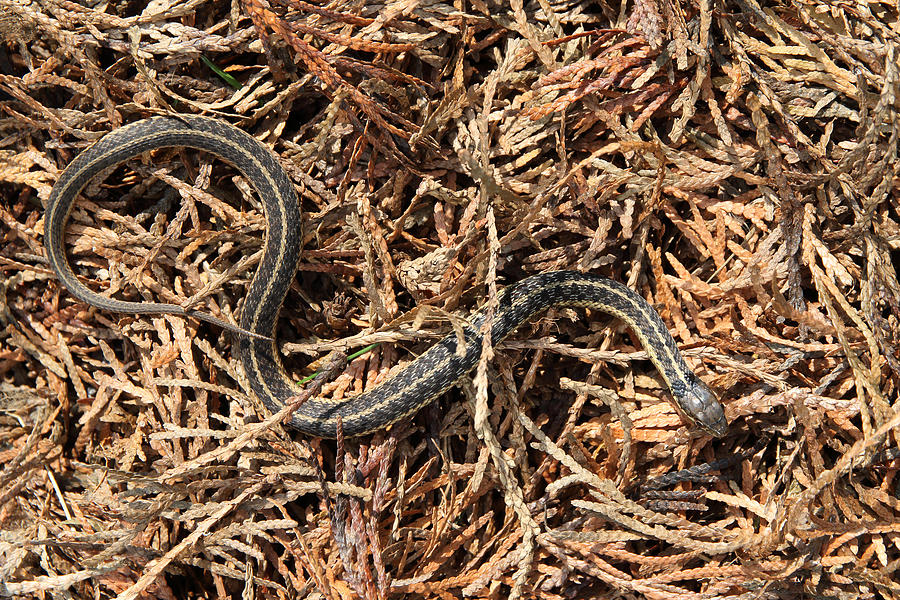 Garter Snake Thamnophis Sirtalis #2 Photograph by David Kenny