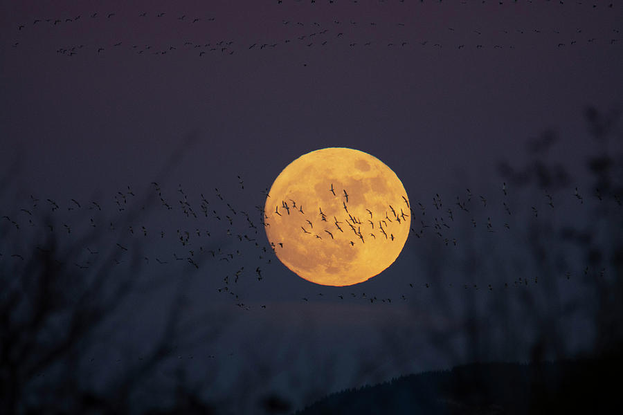 Geese in front of Moonrise #3 Photograph by Patrick Nowotny