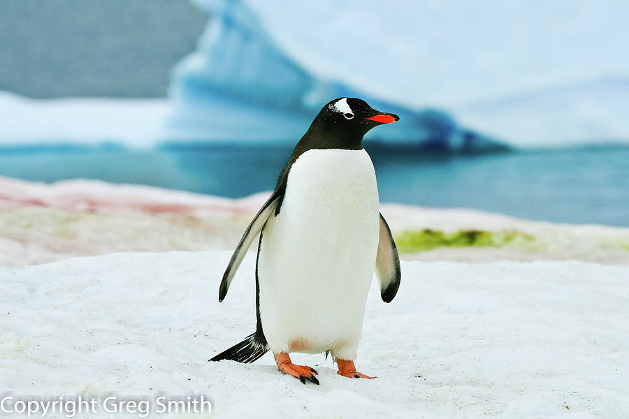 Gentoo penguin Antarctica #3 Photograph by Greg Smith