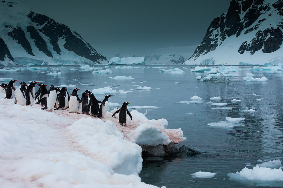 Gentoo Penguins, Antarctica #2 Photograph by Mint Images/ Art Wolfe