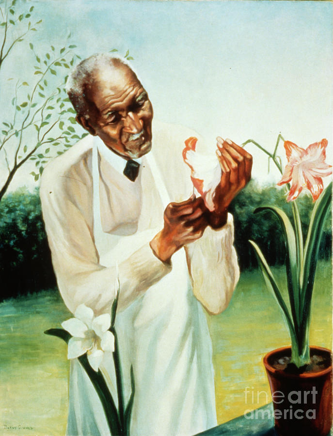 George Washington Carver #2 Photograph by Bettmann