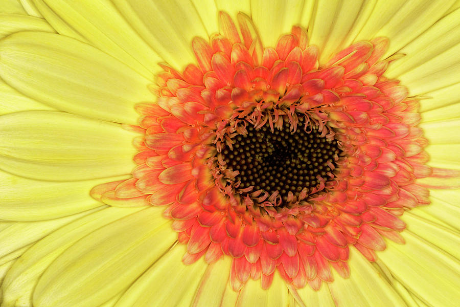 Adam Jones Photograph - Gerber Daisy, Asteraceae #2 by Adam Jones