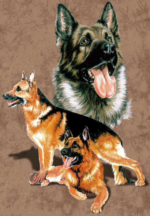 German Shepherd Dog Painting - German Shepherd #2 by Barbara Keith