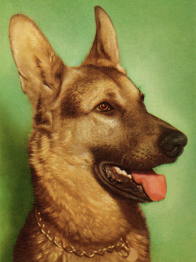 Vintage Drawing - German Shepherd Dog #2 by CSA Images