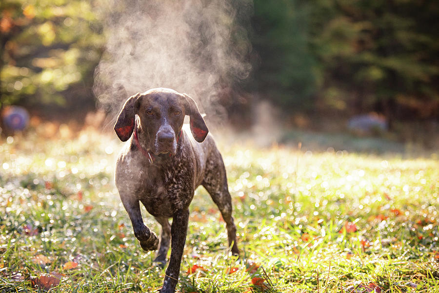 Mountain Photograph - German Shorthaired Pointer Hunting With Steam Rising On Cold Morning #2 by Cavan Images