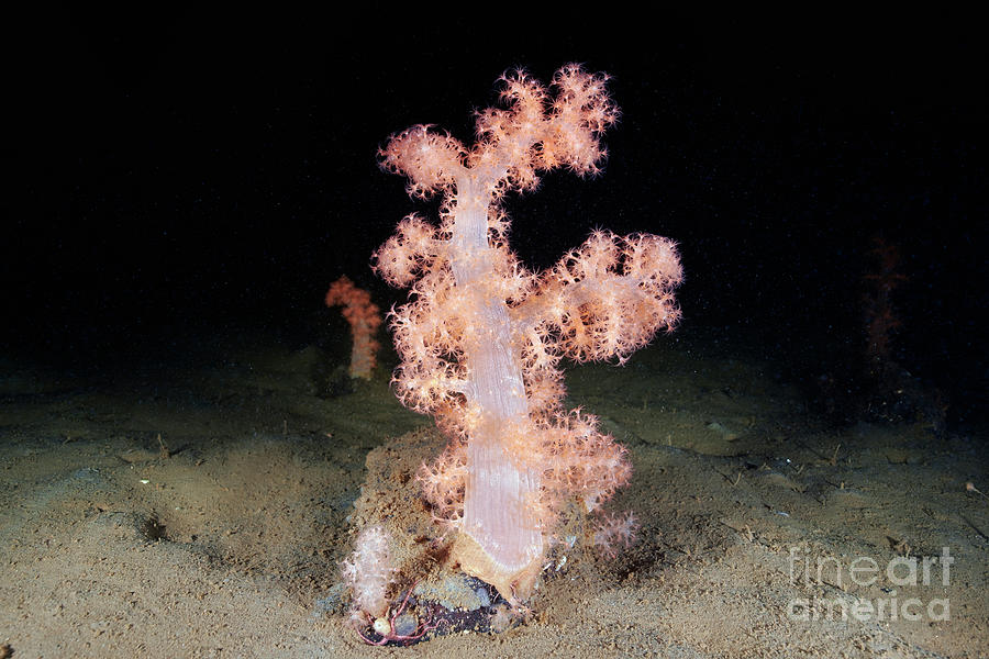 Gersemia Fruticosa Soft Coral #2 Photograph by Alexander Semenov/science Photo Library
