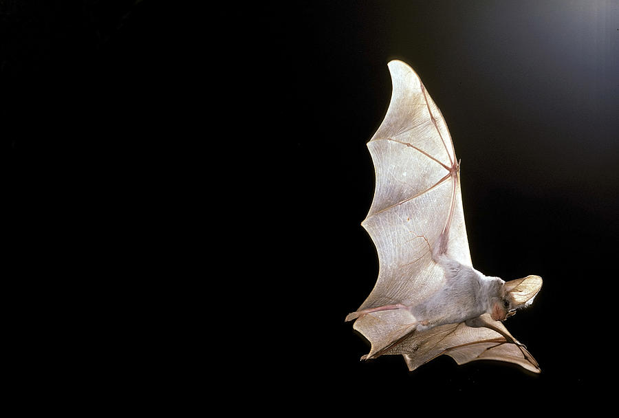 Ghost Bat Photograph by Graham Anderson - Fine Art America