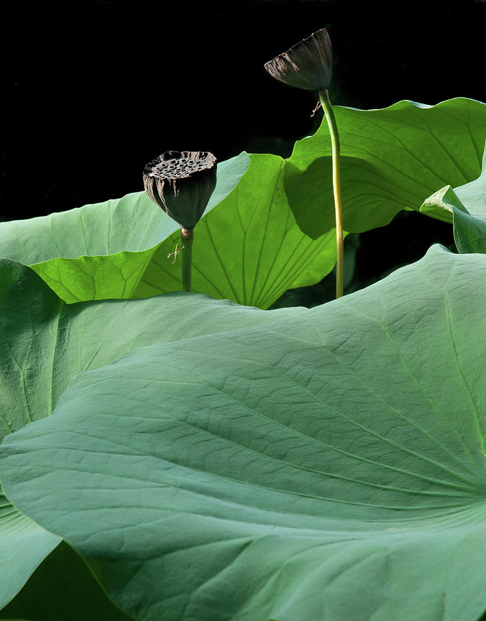 Giant Lotus Photograph