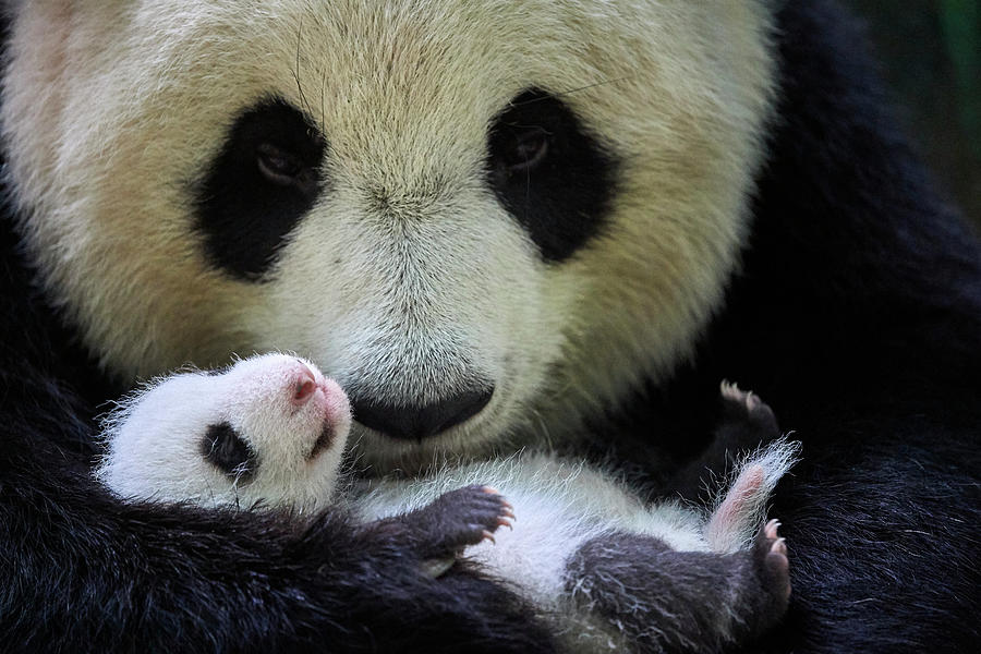 Giant Panda Female, Holding Cub, Beauval Zoopark, France Photograph by ...