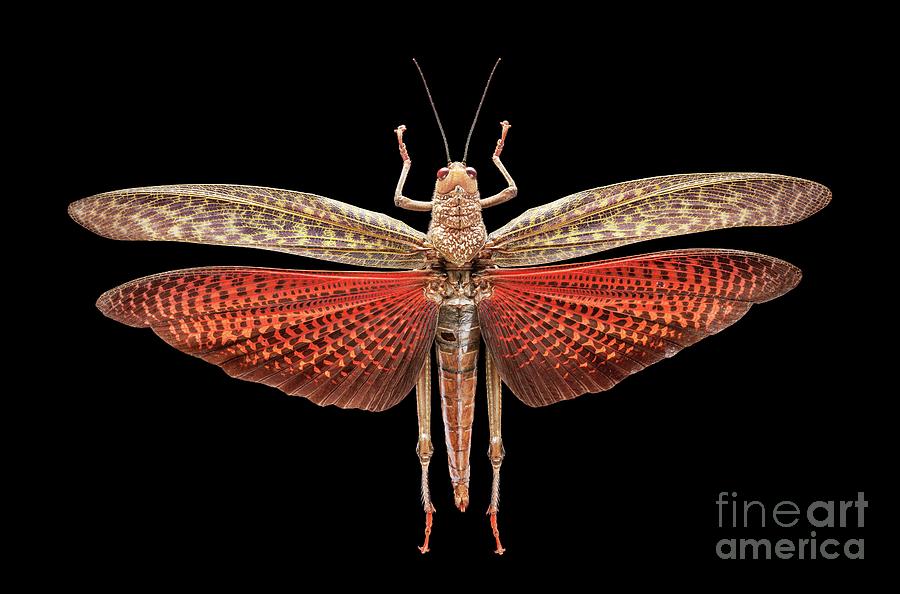 Giant Red Winged Grasshopper Photograph By Natural History Museum London Science Photo Library