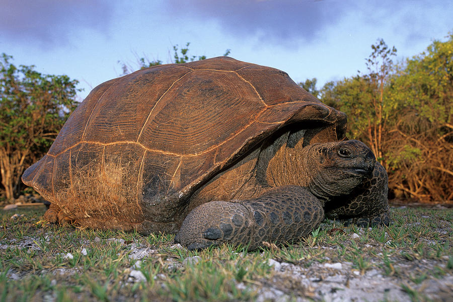 Giant Tortoise Geochelone Gigantea #2 Photograph by Nhpa