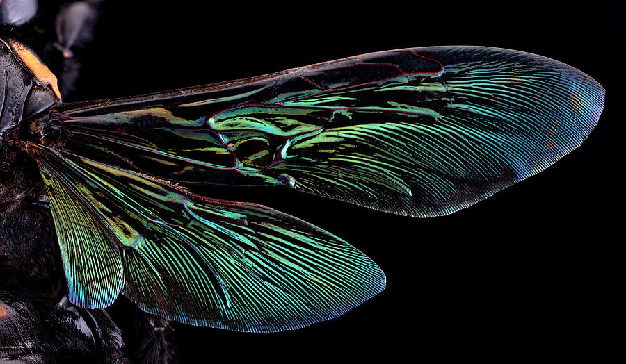 Giant Wasp Megascolia Procer Javanensis Photograph by Phil DEGGINGER ...