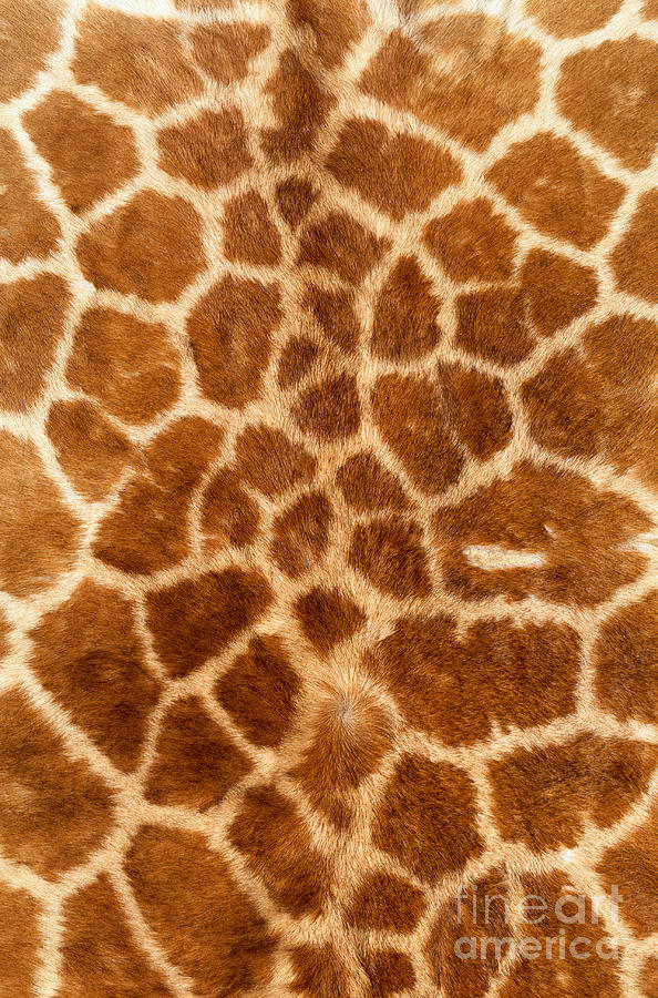 Giraffe Fur #2 Photograph by Siede Preis