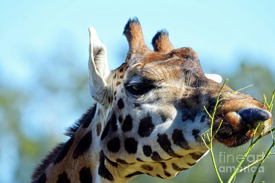 Giraffe by Graham Buffinton Giraffe by Graham Buffinton