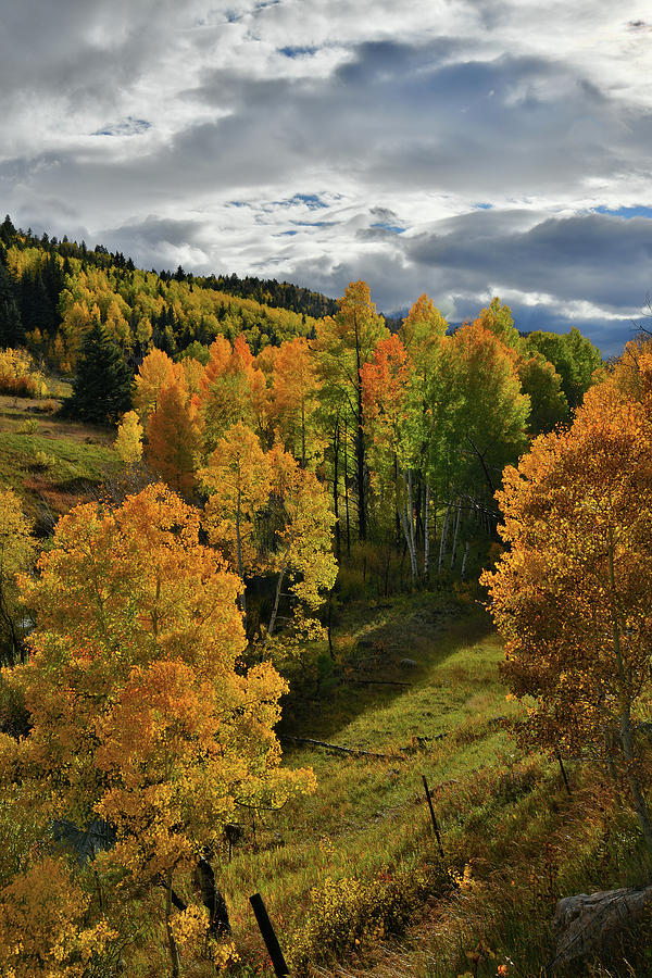Glowing Aspens along Highway 62 #2 Photograph by Ray Mathis