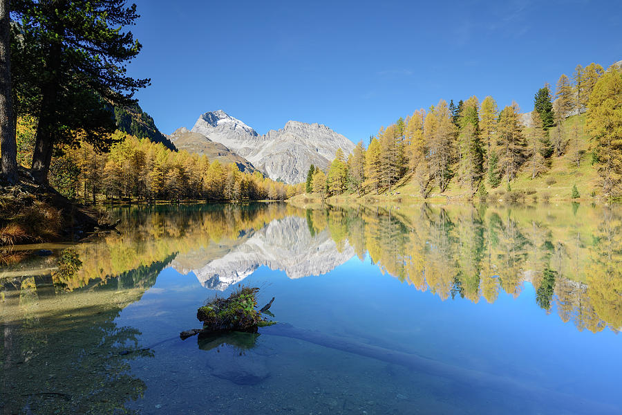 Golden Larches At Lake Palpuogna 1918 M With Piz Ela 3180 M, Grisons ...