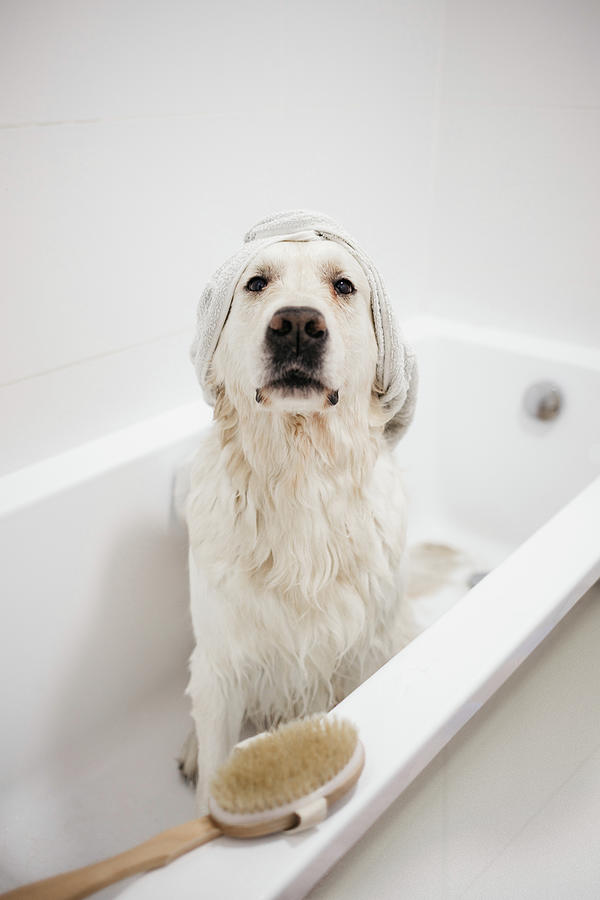 Dog Photograph - Golden Retriever Bathing In The Bathroom #2 by Cavan Images