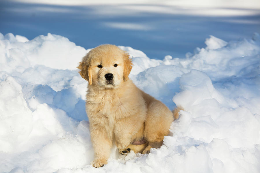 Golden Retriever Pup In Snow, Holland, Massachusetts, Usa Photograph by Lynn M. Stone / Naturepl.com