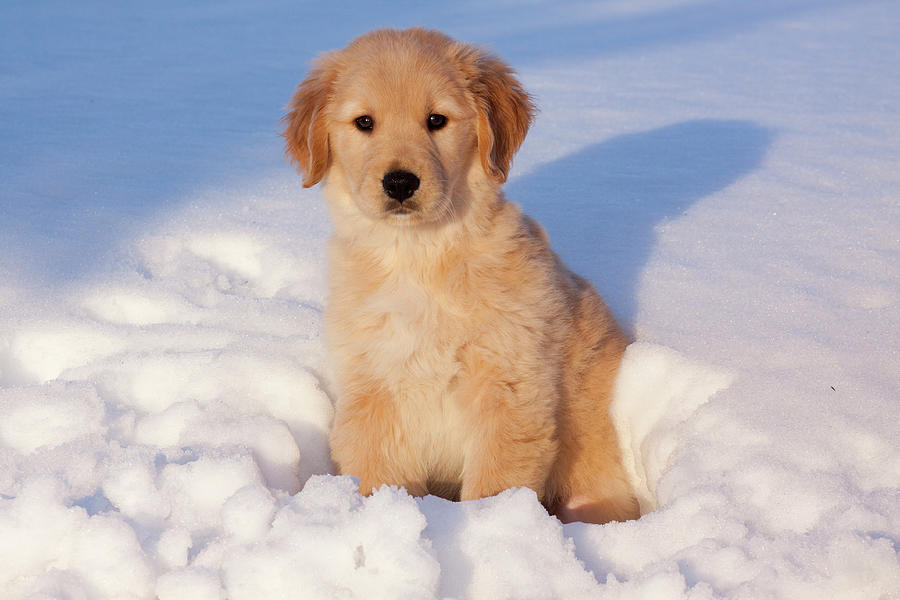 Golden Retriever Puppy Sitting In Snow, Illinois, Usa Photograph by