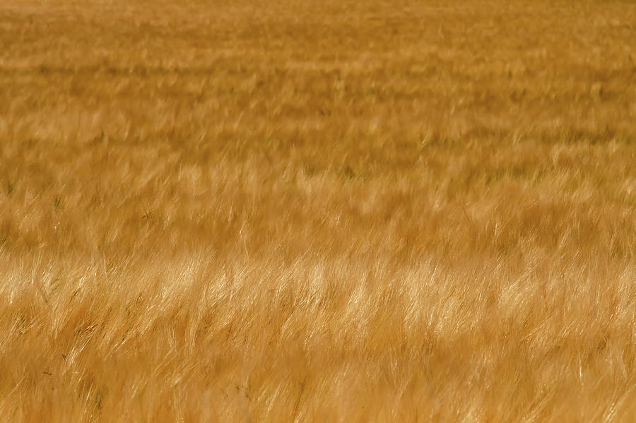 Golden Wheat Fields On Sunny Day In Wyoming #2 Photograph by Alex Grichenko