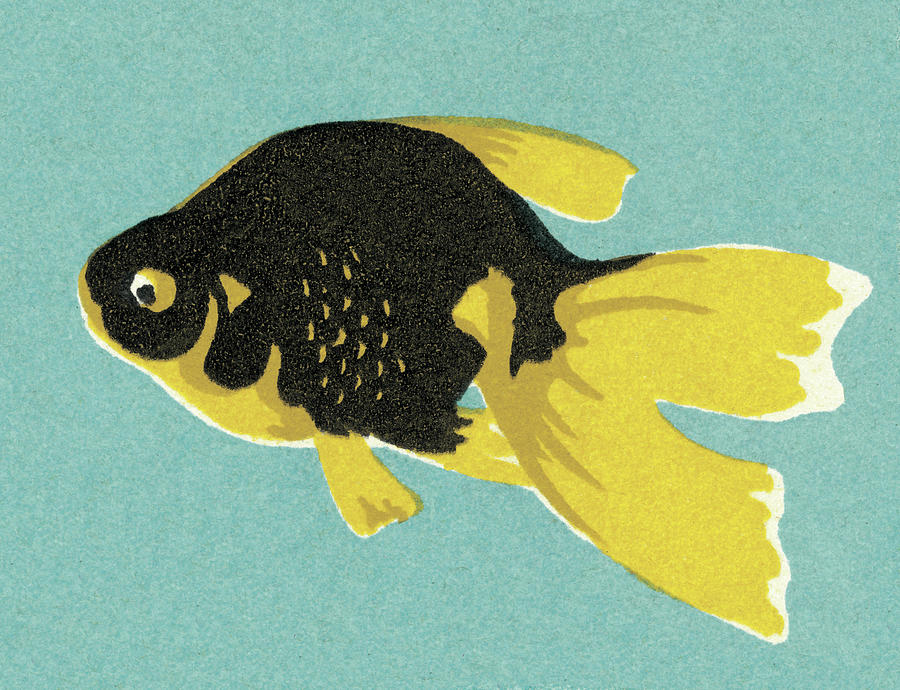 Fish Drawing - Goldfish #2 by CSA Images