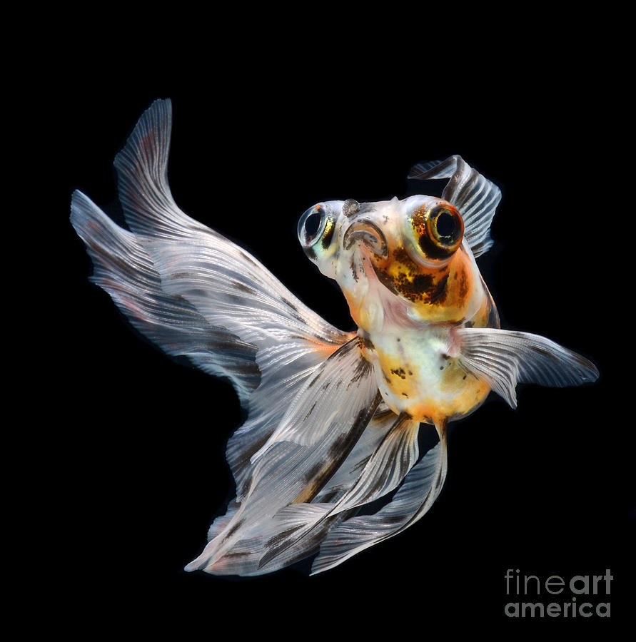 Big Photograph - Goldfish Isolated On Black Background by Bluehand