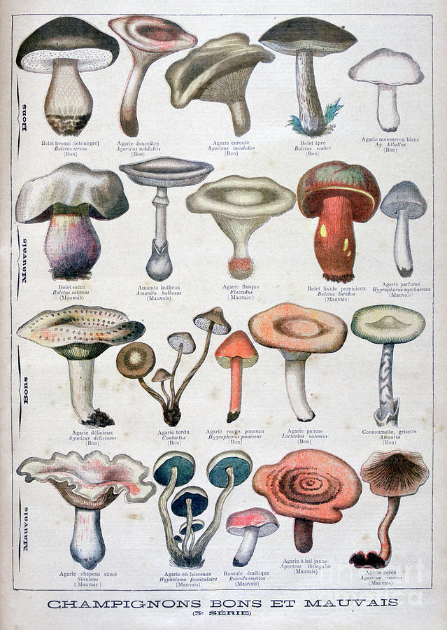 Good And Bad Mushrooms, 1896 #2 Drawing by Print Collector