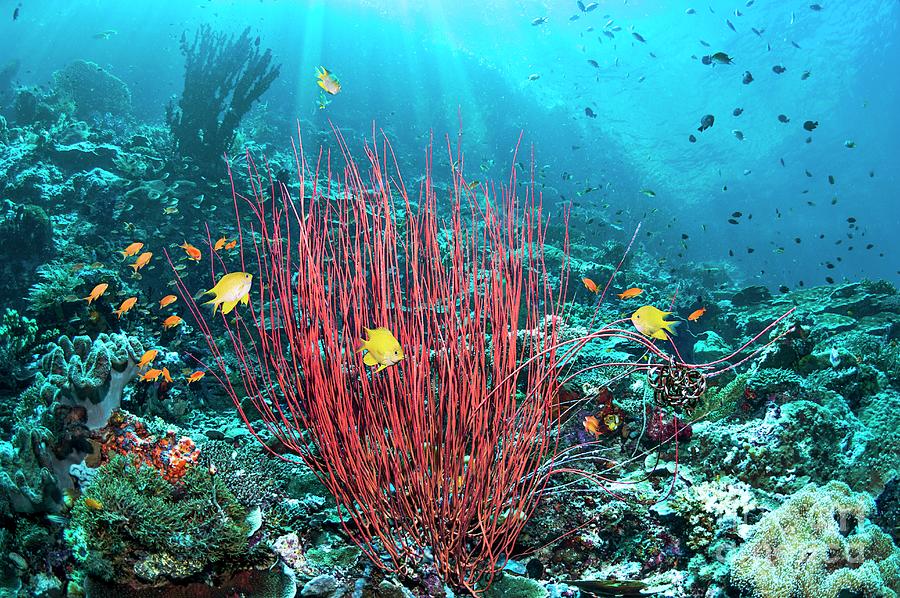 Gorgonian And Reef Fish #2 Photograph by Georgette Douwma/science Photo Library