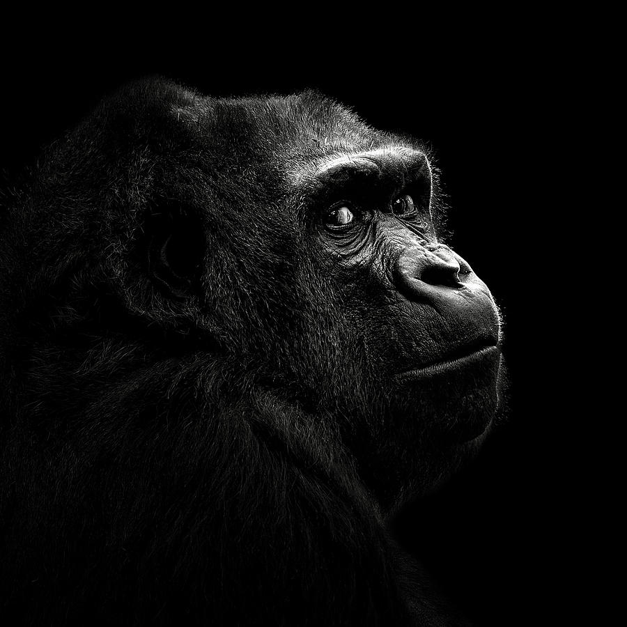 Animal Photograph - Gorilla #2 by Christian Meermann