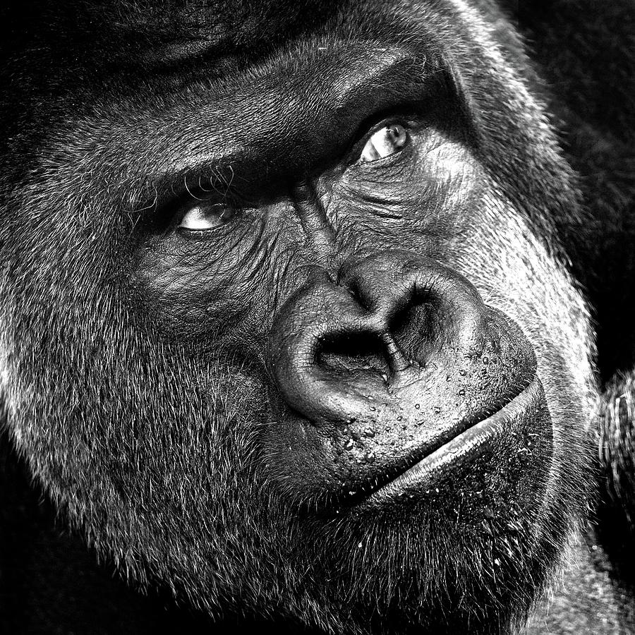 Gorilla #2 Photograph by Vaillancourt Photography